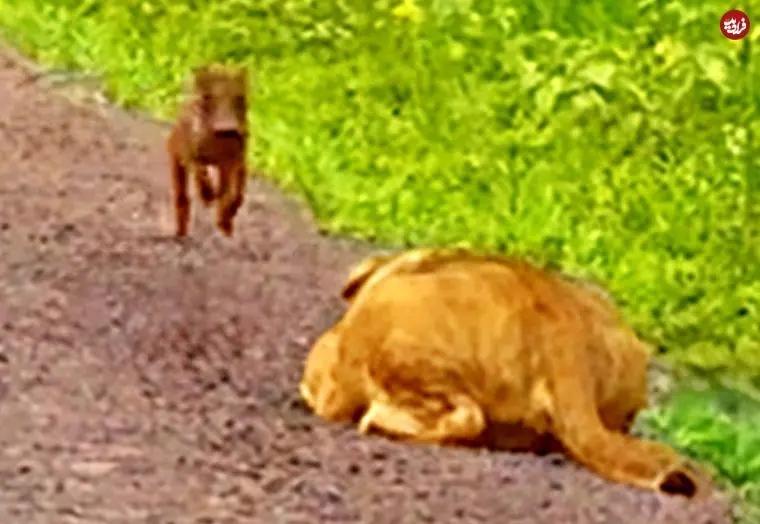 ببینید| فرار هیجان انگیز توله گراز از دست یک شیر گرسنه