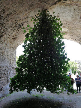 (عکس) این درخت انجیر اعجاب‌انگیز رو به زمین رشد کرده است!
