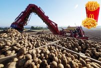 ببینید؛ مراحل کاشت، برداشت و فرآوری هزاران تن سیب زمینی در آمریکای جنوبی
