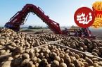 ببینید؛ مراحل کاشت، برداشت و فرآوری هزاران تن سیب زمینی در آمریکای جنوبی