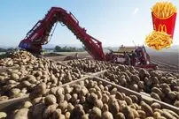 ببینید؛ مراحل کاشت، برداشت و فرآوری هزاران تن سیب زمینی در آمریکای جنوبی