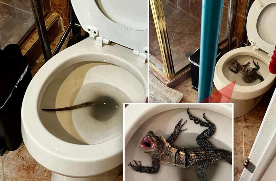 (عکس) ظاهر شدن ایگوانای ترسناک در چاه توالت!
