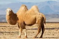 (ویدیو) بزرگترین زبان دنیا در دهان یک شتر