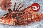 ببینید| غذای خیابانی در ژاپن؛ برش ماهرانه عقرب ماهی سمی و پخت غذا با آن در اوکیناوا