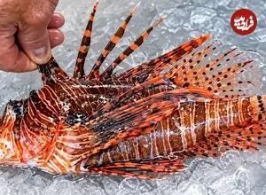 ببینید| غذای خیابانی در ژاپن؛ برش ماهرانه عقرب ماهی سمی و پخت غذا با آن در اوکیناوا