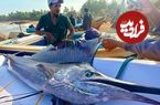 ببینید| صید بادبان ماهی بزرگ و برش ماهرانه آن در سواحل سریلانکا