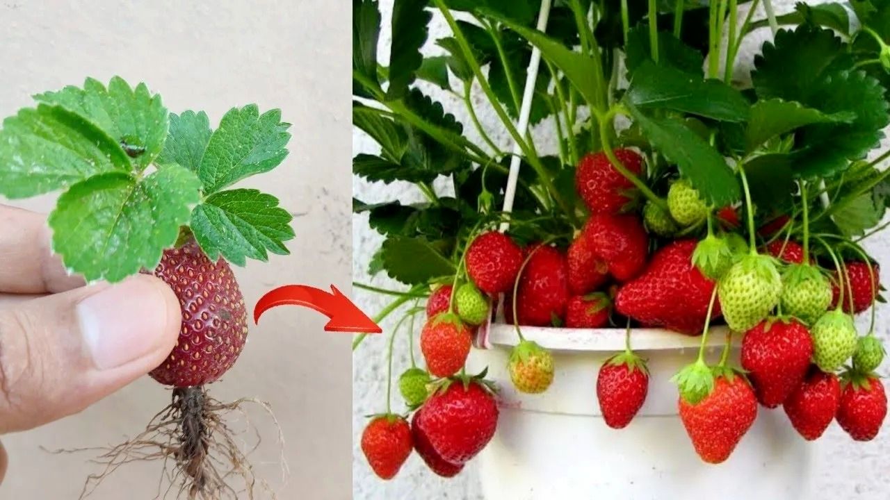 (ویئو) نحوه کاشت میوه توت فرنگی در گلدان و برداشت توت فرنگی در خانه