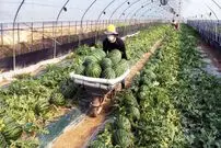 (ویدئو) فرآیند برداشت و بسته بندی هیجان انگیز هندوانه توسط کشاورزان کره ای