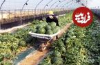 (ویدئو) فرآیند برداشت و بسته بندی هیجان انگیز هندوانه توسط کشاورزان کره ای