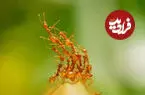 هماهنگی بدون رهبر؛ مدل ریاضی جدید راز حرکات دسته جمعی مورچه‌ها را توضیح می‌دهد