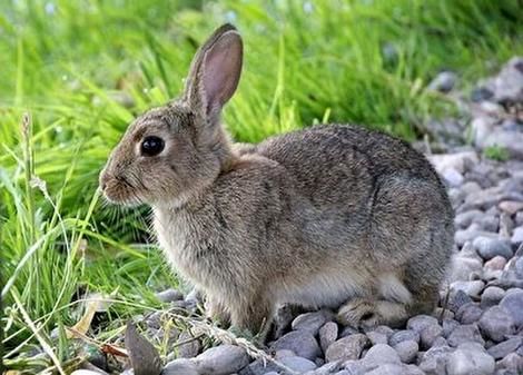 ( ویدیو) خرگوش زرنگ ، تعقیب کنندگانش را سر کار گذاشت 