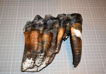 (عکس) شی عجیب باستانی در ساحل؛ این دندان‌ها متعلق به چه موجودی است؟