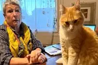 عکس| گربه فرانسوی که از طرف دادگاه به حبس خانگی محکوم شده است 