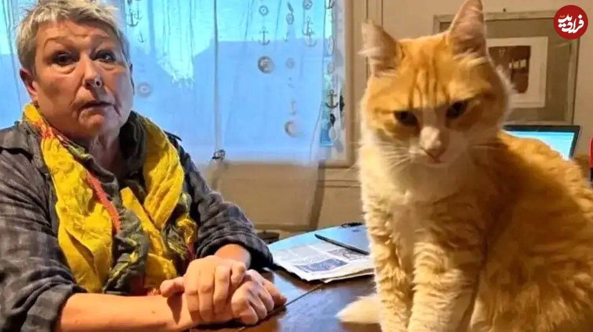 عکس| گربه فرانسوی که از طرف دادگاه به حبس خانگی محکوم شده است 