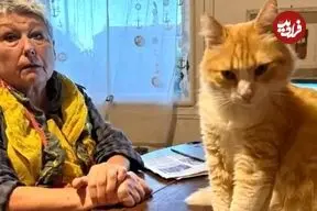 عکس| گربه فرانسوی که از طرف دادگاه به حبس خانگی محکوم شده است 