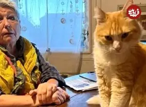 عکس| گربه فرانسوی که از طرف دادگاه به حبس خانگی محکوم شده است 