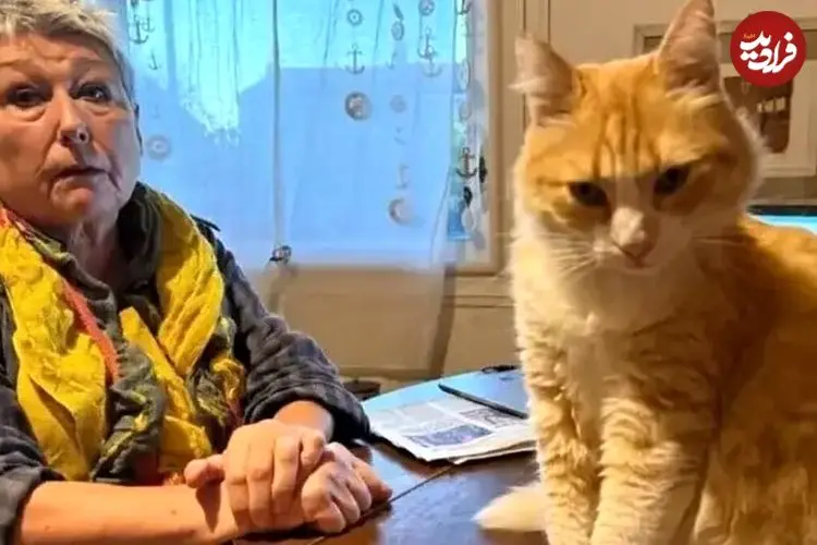 عکس| گربه فرانسوی که از طرف دادگاه به حبس خانگی محکوم شده است 