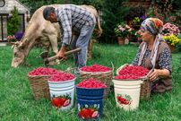 ببینید؛ غذای روستایی در آذربایجان؛ برداشت تمشک از جنگل و تهیه کیک و مربا با آن