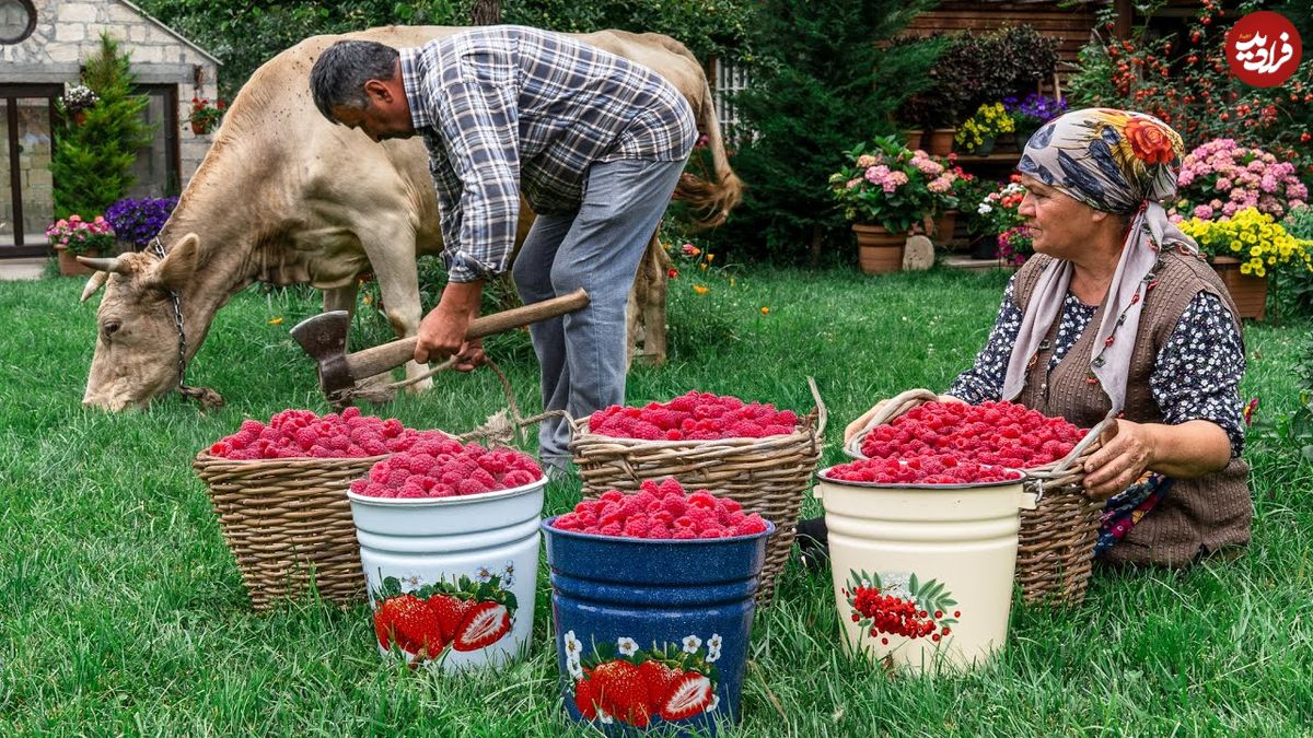 ببینید؛ غذای روستایی در آذربایجان؛ برداشت تمشک از جنگل و تهیه کیک و مربا با آن