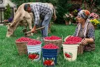 ببینید؛ غذای روستایی در آذربایجان؛ برداشت تمشک از جنگل و تهیه کیک و مربا با آن