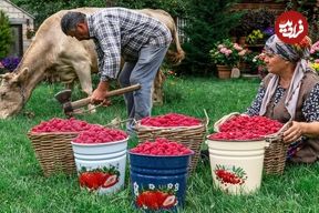 ببینید؛ غذای روستایی در آذربایجان؛ برداشت تمشک از جنگل و تهیه کیک و مربا با آن