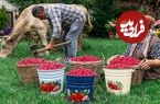 ببینید؛ غذای روستایی در آذربایجان؛ برداشت تمشک از جنگل و تهیه کیک و مربا با آن