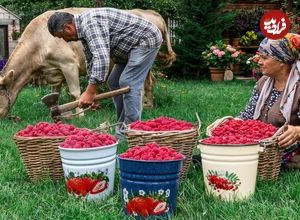 ببینید؛ غذای روستایی در آذربایجان؛ برداشت تمشک از جنگل و تهیه کیک و مربا با آن
