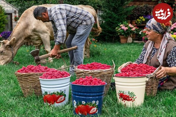 ببینید؛ غذای روستایی در آذربایجان؛ برداشت تمشک از جنگل و تهیه کیک و مربا با آن