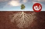 ریشه گیاهان تا چه عمقی در خاک نفوذ می کنند؟ رازهای زیرزمین! + اینفوگرافیک