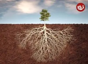 ریشه گیاهان تا چه عمقی در خاک نفوذ می کنند؟ رازهای زیرزمین! + اینفوگرافیک