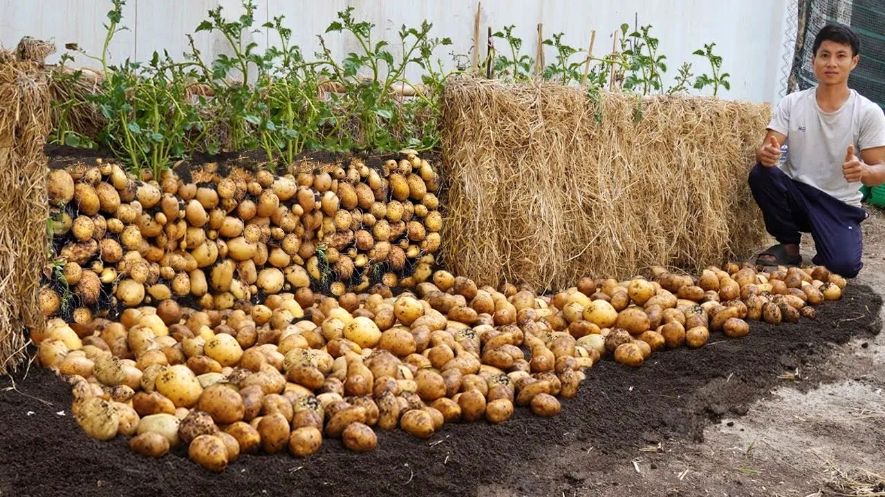 (ویدئو) روش های درخشان کشاورز چینی برای کشت و برداشت 100 کیلو سیب زمینی