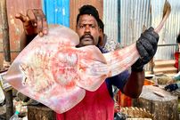 ببینید؛ برش ماهرانه گیتار ماهی توسط ماهی فروش مشهور هندی