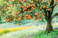 «درختان میوه» را در چه جاهایی «نباید» بکاریم؟