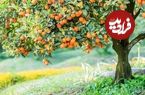 «درختان میوه» را در چه جاهایی «نباید» بکاریم؟