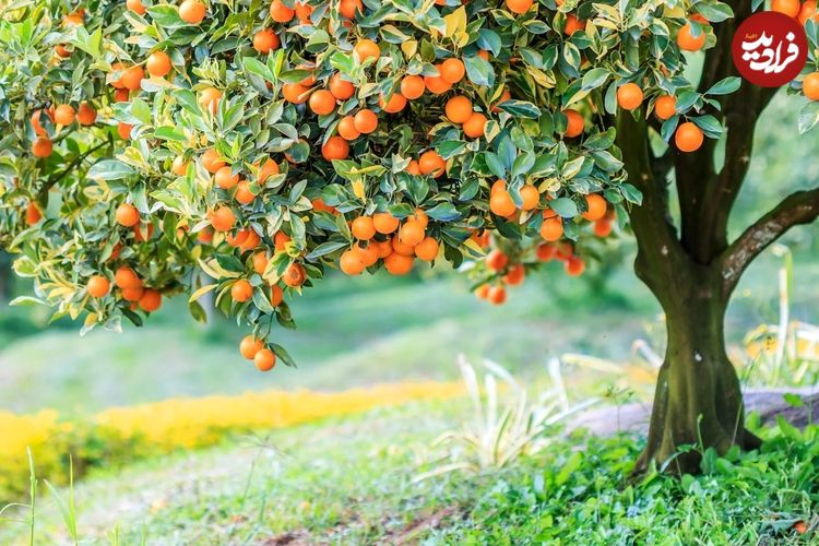 «درختان میوه» را در چه جاهایی «نباید» بکاریم؟
