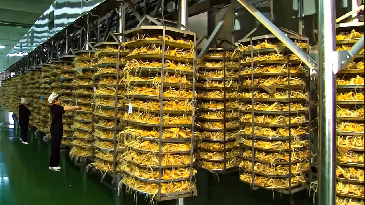 (ویدئو) گران ترین ریشه جهان؛ عملیات برداشت و فرآوری جینسنگ کره ای در کارخانه