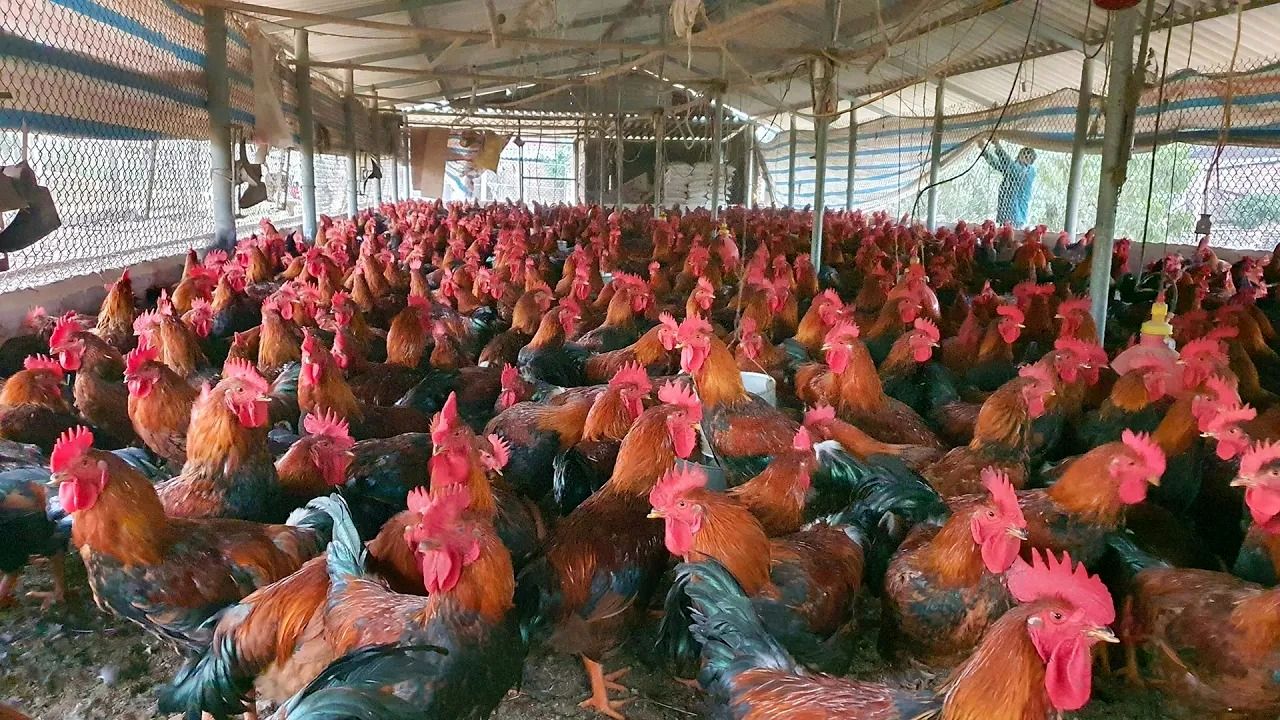 (ویدئو) این مرد بزرگترین پرورش دهنده مرغ و خروس محلی در ویتنام است