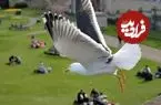 ببینید| مرگ عجیب و نادر یک مرغ دریایی