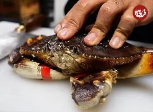 ببینید| غذای خیابانی در آمریکا؛ پخت یک غذای خاص با خرچنگ دانگنس در نیویورک