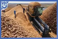 (ویدئو) کاشت و برداشت هزاران تن بادام زمینی؛ فرآوری و تهیه کره بادام در کارخانه