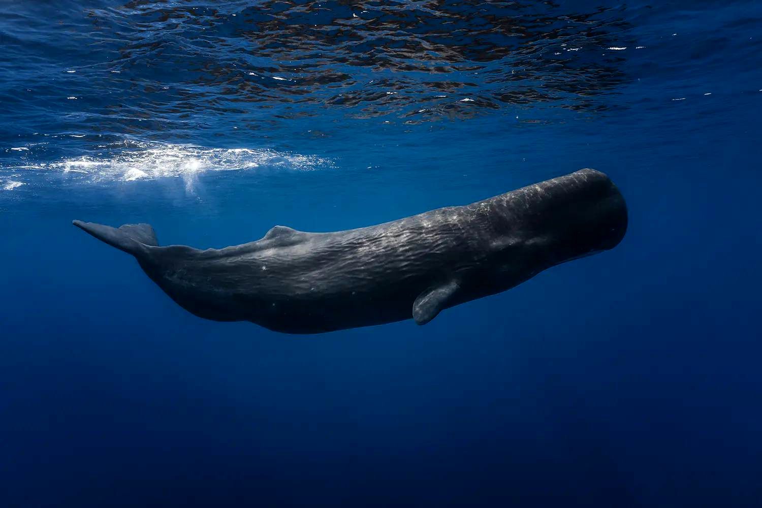 (ویدئو) رفتار شگفت انگیز ۱۰۰ نهنگ وال پیش از آنکه خودکشی کنند!