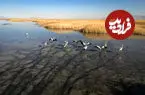 ببینید| احیای تالاب میقان پس از مدتها خشکسالی‌