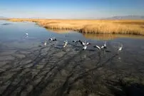ببینید| احیای تالاب میقان پس از مدتها خشکسالی‌