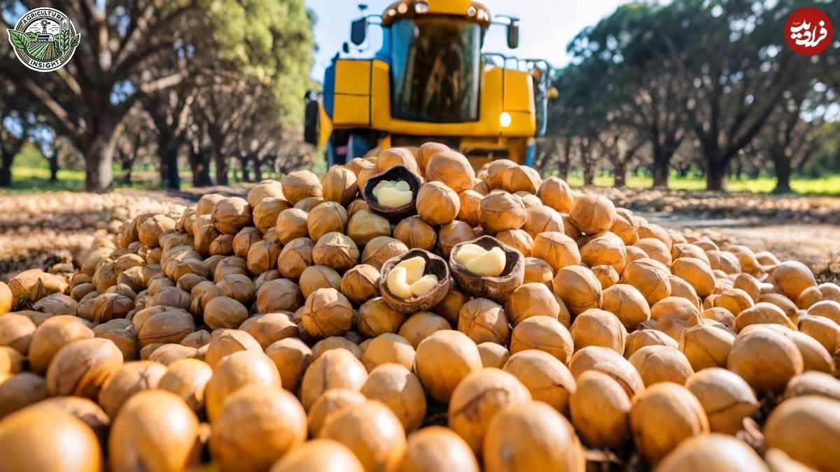 ببینید؛ مراحل کاشت، برداشت و فرآوری میلیون ها ماکادمیا در آمریکا