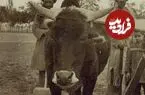 عکس| سفر زمان؛ عکس یادگاری کشاورزان ایرانی و گاوهایشان؛ یک قرن قبل