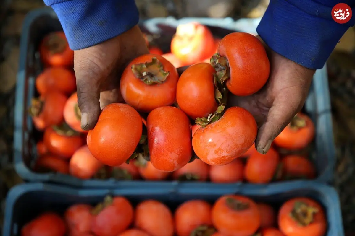 این افراد دور خوردن خرمالو را خط بکشند؛ مزاج خرمالو در طب سنتی