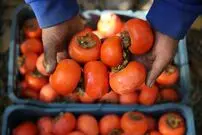 این افراد دور خوردن خرمالو را خط بکشند؛ مزاج خرمالو در طب سنتی