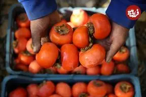 این افراد دور خوردن خرمالو را خط بکشند؛ مزاج خرمالو در طب سنتی