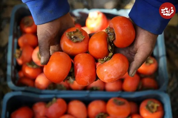 این افراد دور خوردن خرمالو را خط بکشند؛ مزاج خرمالو در طب سنتی