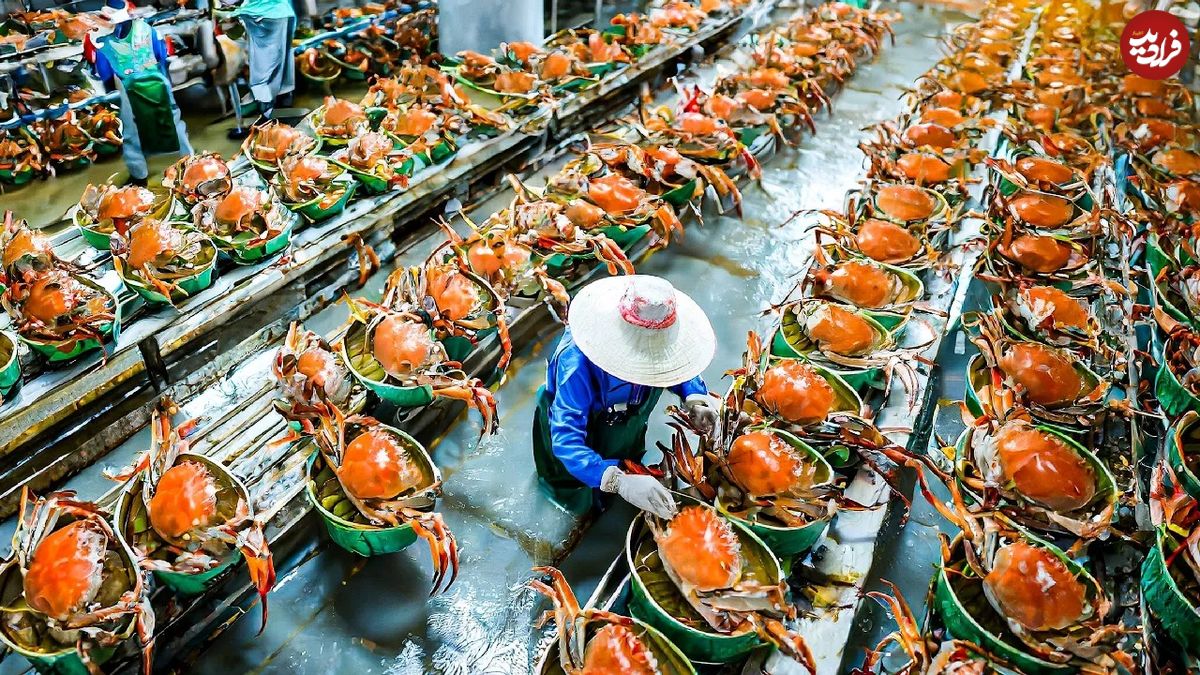 (ویدئو) فرآیند دیدنی تولید کنسرو خرچنگ، ماهی تن، صدف و میگو در کارخانه 